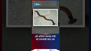 ছোট্ট কিন্তু অথচ শক্তিশালী প্রাণ যতবার কাটে ততবার জন্মে HammerheadWorm Short Rtv [upl. by Espy]