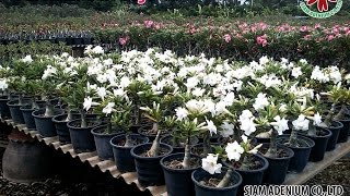 Adenium Plants Export Procedure [upl. by Tnomel762]