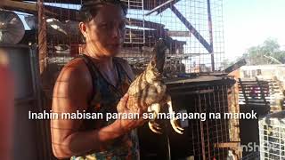 MAN FIGHTER na Manok paano magagamot PANIS BROTHER GAMEFARM [upl. by Aivatnuahs]