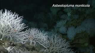 Four new species of carnivorous sponges Adapting to life in the deep sea [upl. by Swanson]