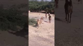 Desert goats goats in villagegoats in Pakistangoat baby birthgoat sound shorts ytshorts goats [upl. by Aitat]