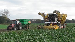 Beet harvest with Beumaco [upl. by Domela]