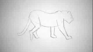 2d animation tiger animal walkrun cycle [upl. by Aneerhs]