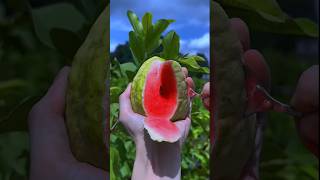 Most sweatest fruit 🍓🍑 [upl. by Asset]