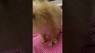 pomeranian dog barking😜pomeranian doglife barking shortsvideo viral pomeranianbarking cute [upl. by Janice]