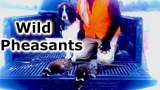 WILD Pheasant Hunt Success  Springer Spaniel [upl. by Scottie343]