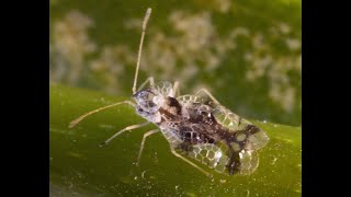 Corythucha ciliata Pillole di Entomologia matesina [upl. by Jilli]