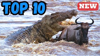 10 Largest Crocodilians Ranked by Size [upl. by Rakabuba820]