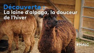 Découverte  la laine dalpaga la douceur de lhiver [upl. by Caterina]