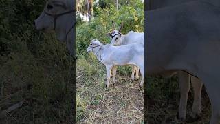 Kangayam cow and calf காங்கேயம் மாடு மற்றும் அதன் கன்றுக்குட்டி [upl. by Ymarej172]