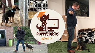 Online puppycursus week 5  trekken afleren  begin basis training [upl. by Rangel918]