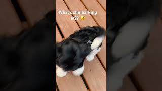 Barking dogs 🐶 havanese puppy barking [upl. by Erina]