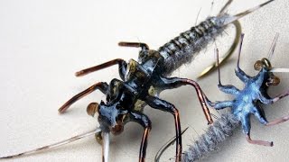 Realistic stonefly nymph fly tying instructions by Ruben Martin [upl. by Assilak262]