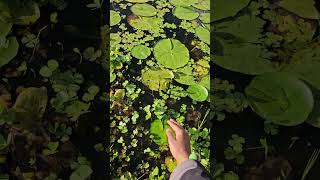 Pond full of water lilies waterlilies [upl. by Allerym113]