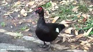 Cairina moschata Muscovy Duck Ibirapuera ParkSPBrazil30102012Antonio Silveira [upl. by Mixam143]