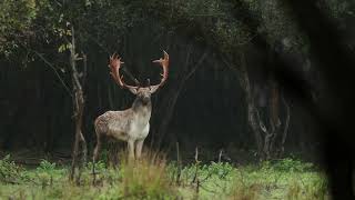 Fallow Deer in the rain Knepp Oct 2024 [upl. by Solram]