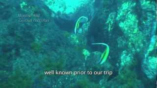 Kermadec Islands Expedition HIGHLIGHTS [upl. by Manvel]