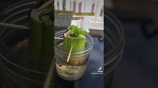 Week 2 of regrowing Celery regrow plants gardening nature 6624 [upl. by Bluefarb]