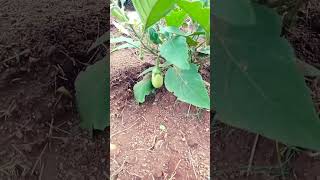 vivasayam whats app status tamil agriculturalland nature vegetables shorts [upl. by Sprague383]