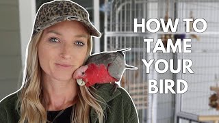 A Hands Off Approach to Taming a Parrot Levels of Target Training [upl. by Ardnaxela]