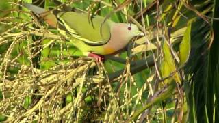 BIRDING BIRDS OF MAASIN CITYPHILIPPINESPINK NECKED GREEN PIGEON amp COPPERSMITH BARBET [upl. by Boleyn]