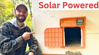 Automatic Chicken Coop Door Changed Our Homestead Forever  Proshine [upl. by Romanas724]