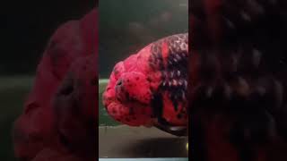 Fancy Goldfish Red fyp fypシ゚viral viralvideo viralvideos viralshort goldfish america europe [upl. by Annahsit]