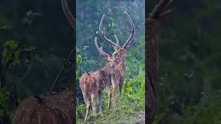 swamp deer barasingha quotIncredible Barasingha Footage  A Rare Sight in the Jungle [upl. by Moises]