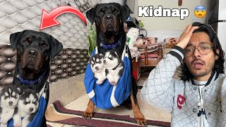 Puppy chori ho gye 🚨😨 Dog can talk 277  Rottweiler vs Husky  cheeni ke puppy  Review reloaded [upl. by Bigler]