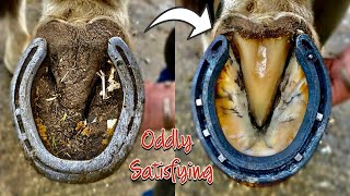 FARRIER  HOOF RESTORATION SATISFYING [upl. by Annatsirhc137]