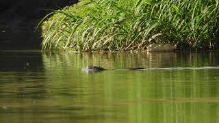 Nutria or Coypu Myocastor coypus Ratãodobanhado [upl. by Lehsreh743]