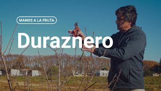 ¿Cómo podar un duraznero  INTA  Manos a la Fruta [upl. by Corin]