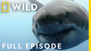 Shocking Shark Attacks The Dark Side of Paradise Full Episode  When Sharks Attack [upl. by Ailemap81]