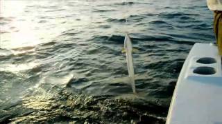 Deep sea fishing in Drake Bay Costa Rica [upl. by Anaujal744]