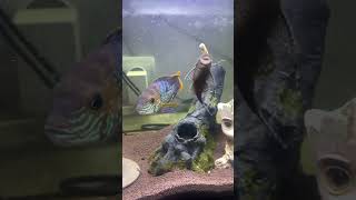 Обед у Анциструсов aquarium fish акара andinoacara [upl. by Staffan]