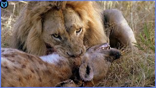 15 Most Incredible Lion Attacks Caught On Camera [upl. by Ruggiero]