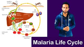 Malaria and Life Cycle of Plasmodium  Diseases  Infinity Learn NEET [upl. by Muns477]