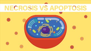 What is Necrosis and Apoptosis [upl. by Ellennoj]