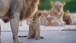 Lion cub scolded by his father [upl. by Samp]