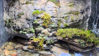 Moss amp Liverwort Biotope [upl. by Martynne470]