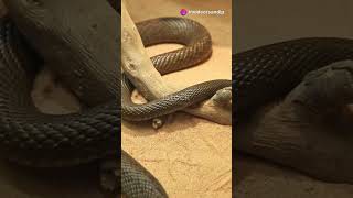 Worlds most venomous snake I Hindi I facts sciencefacts shorts [upl. by Alyel841]