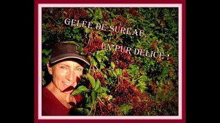 RECETTE GELÉE DE SUREAU  🍇🌿 [upl. by Pardner]