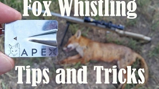 How to whistle in foxes Fox whistling tips and tricks [upl. by Aseeral]