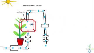 Measurement of photosynthesis by gas exchange system [upl. by Enaed]