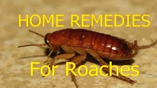 Home Remedies For Roaches In House amp Outside Roaches Control [upl. by Nylsoj]