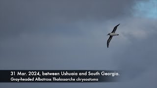 Grayheaded Albatross 2931 Mar 2023 between Ushuaia and South Georgia [upl. by Kilan842]