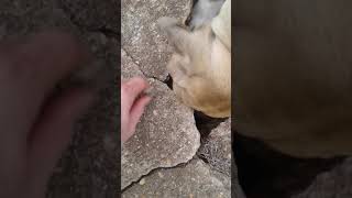 Black mouth cur attacks [upl. by Cogswell]