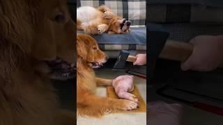 a dog and history sorts facts amazing entertainment [upl. by Asirral75]