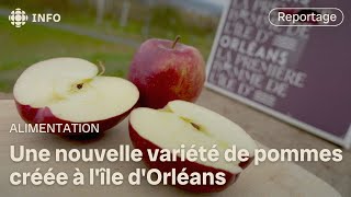 Une pomme créée à lîle dOrléans [upl. by Aerdnat]