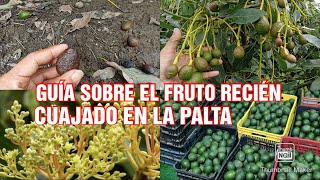 APRENDE todo sobre el CULTIVO de aguacate el Factor Nutrición IDRICO [upl. by Gerhardine214]